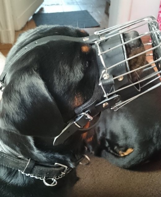 kutyagolo szajkosar rottweiler 02